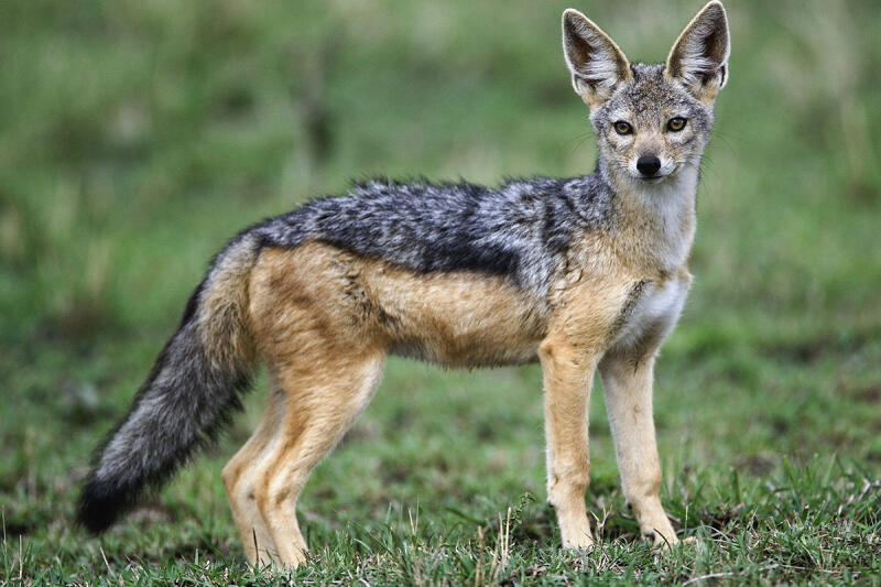 Jackals