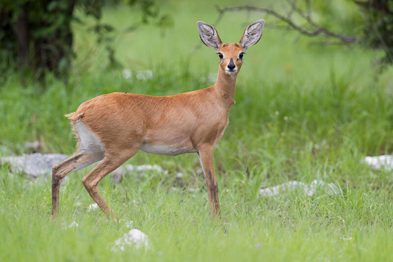 Steenbok