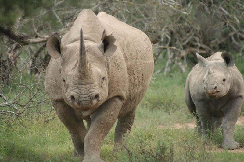 Rhino