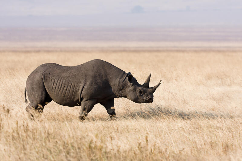Rhino