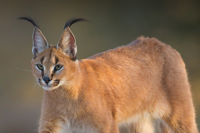 Caracal