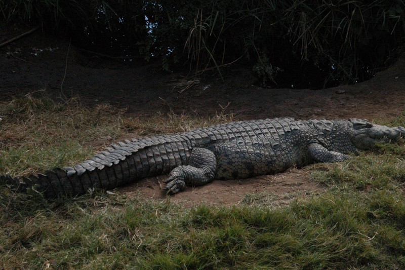 Crocodile