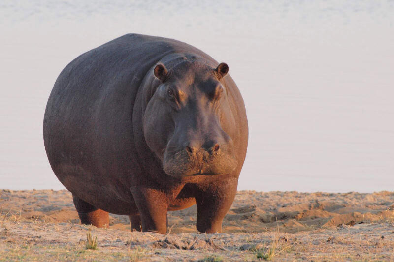 Hippopotamus
