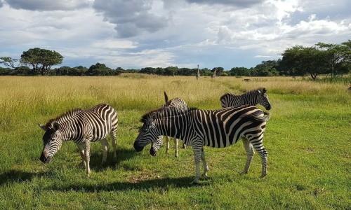 Mukuvisi Woodlands