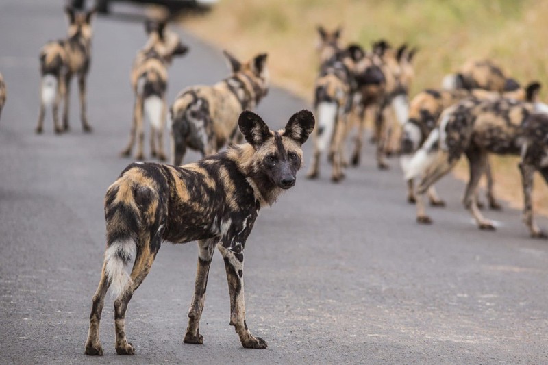 African Wild dogs