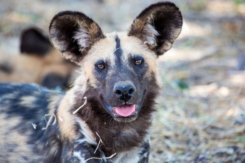 African Wild dogs