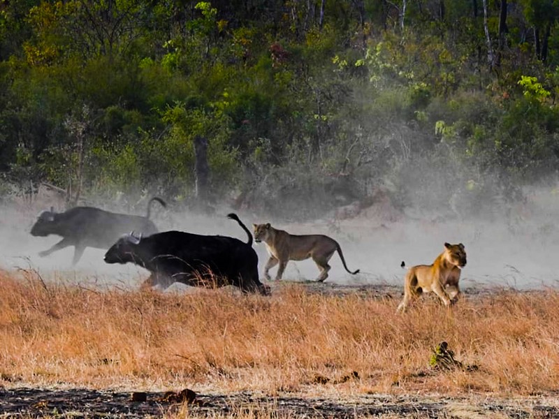 Zambezi National Park